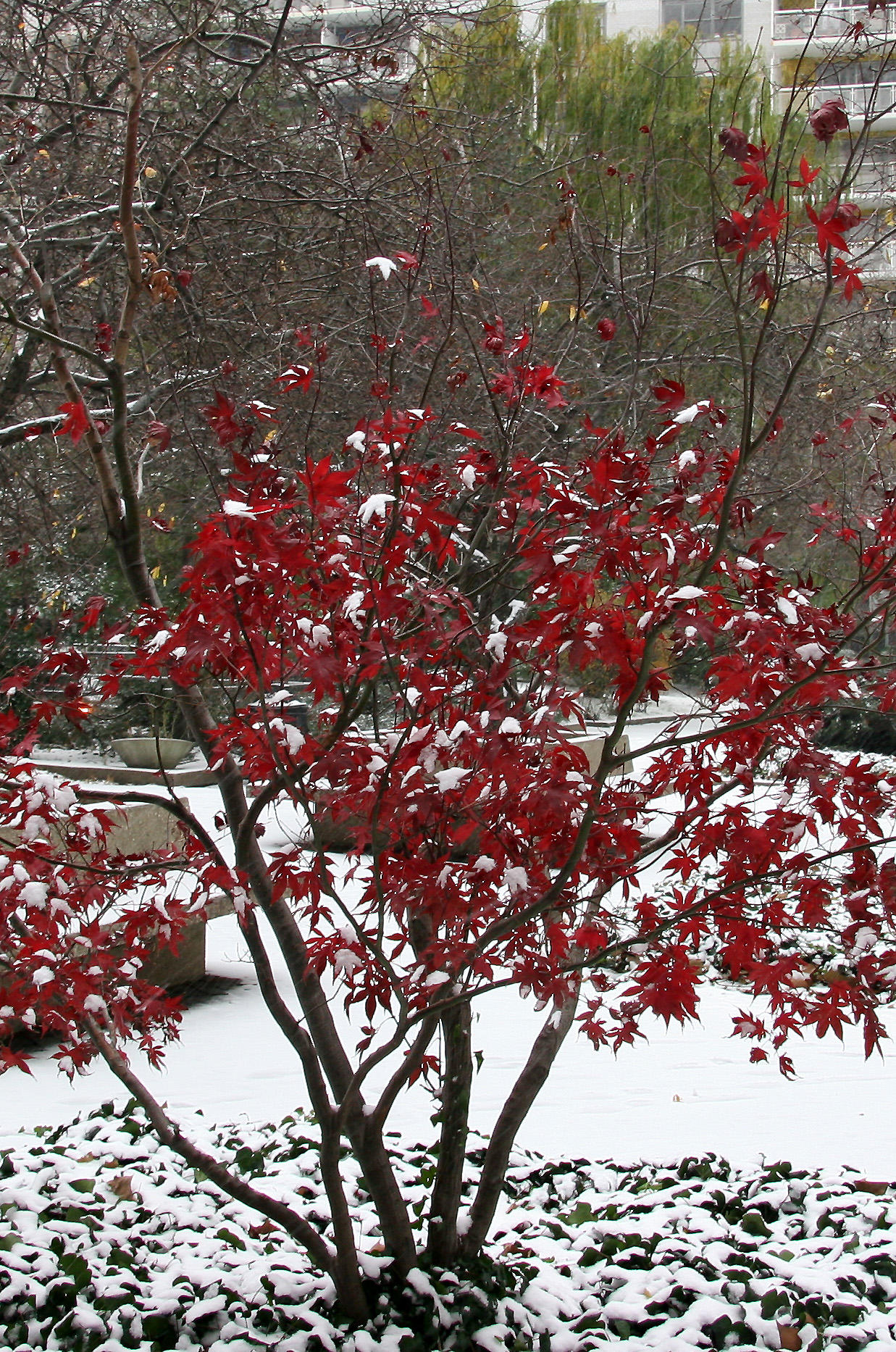 Japanese Red Leaf Maple