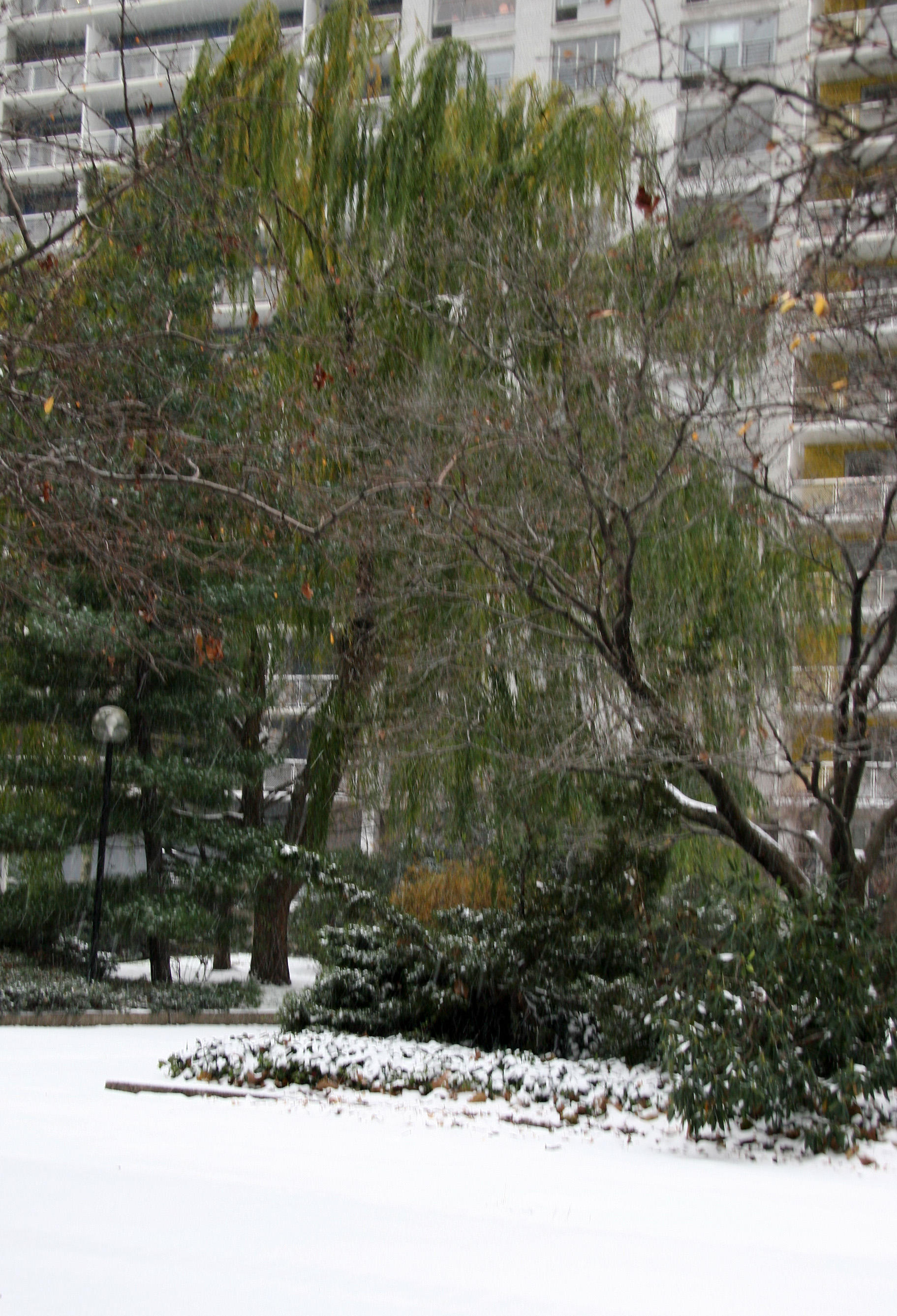 Willow & Dogwood Trees