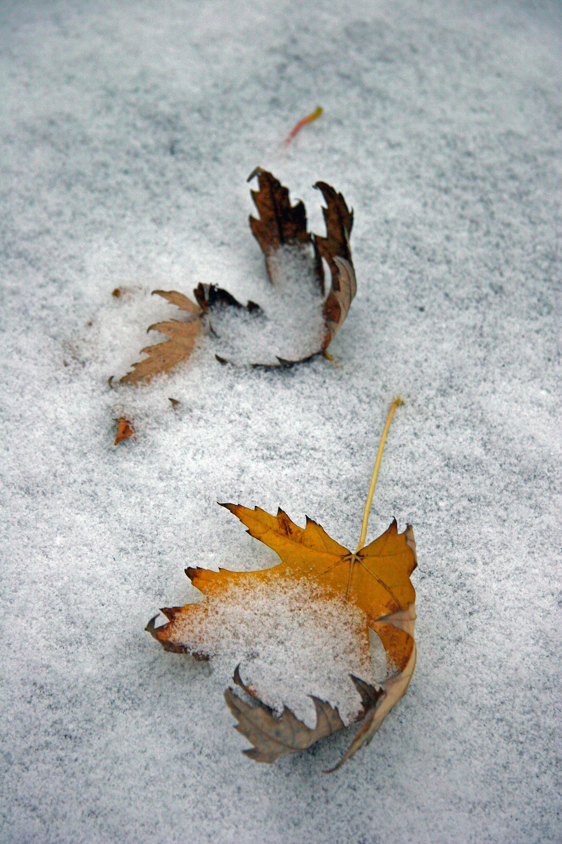 Yellow Maple Foliage in Freshly Fallen Snow