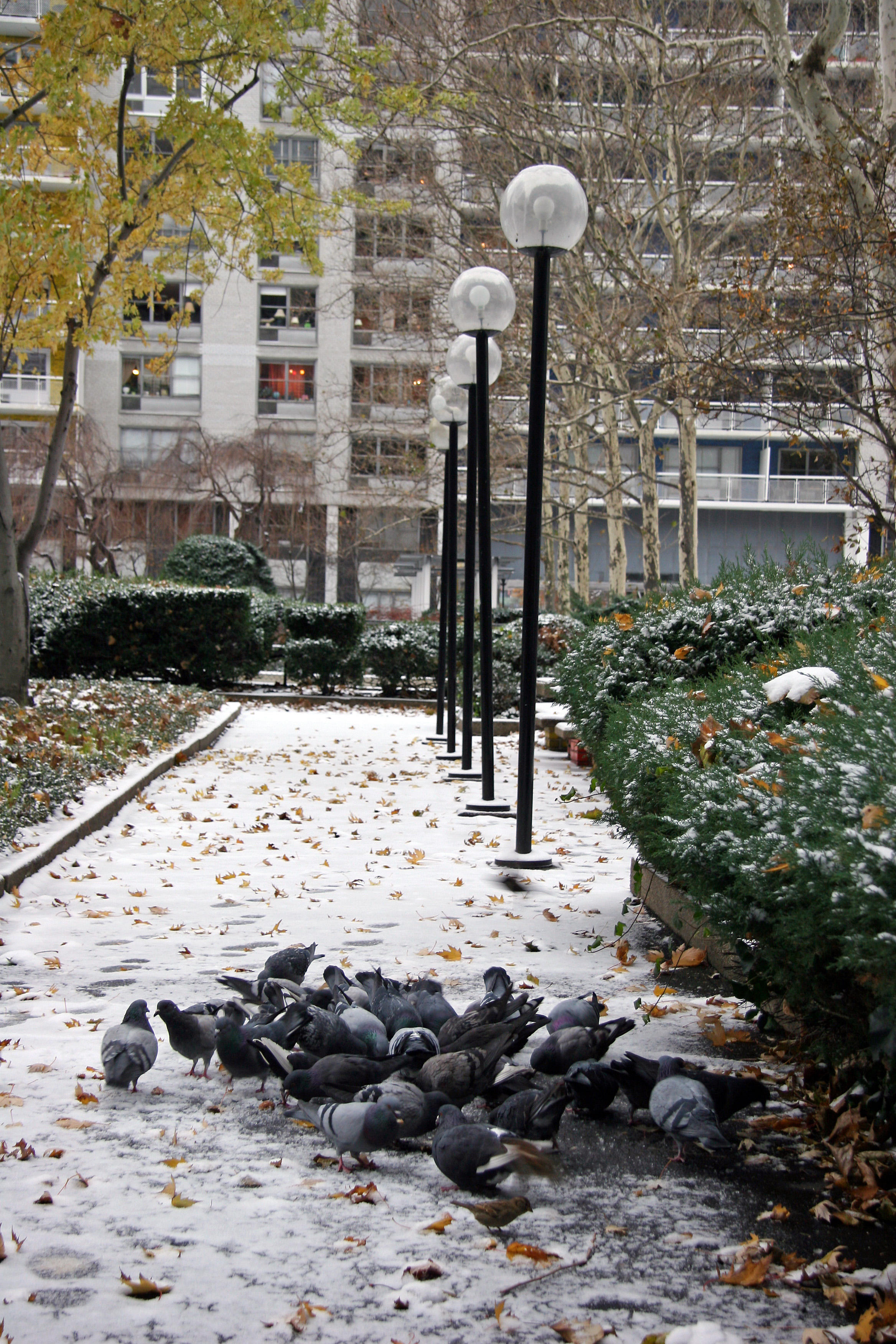 Garden View - Pigeons Foraging in the Snow