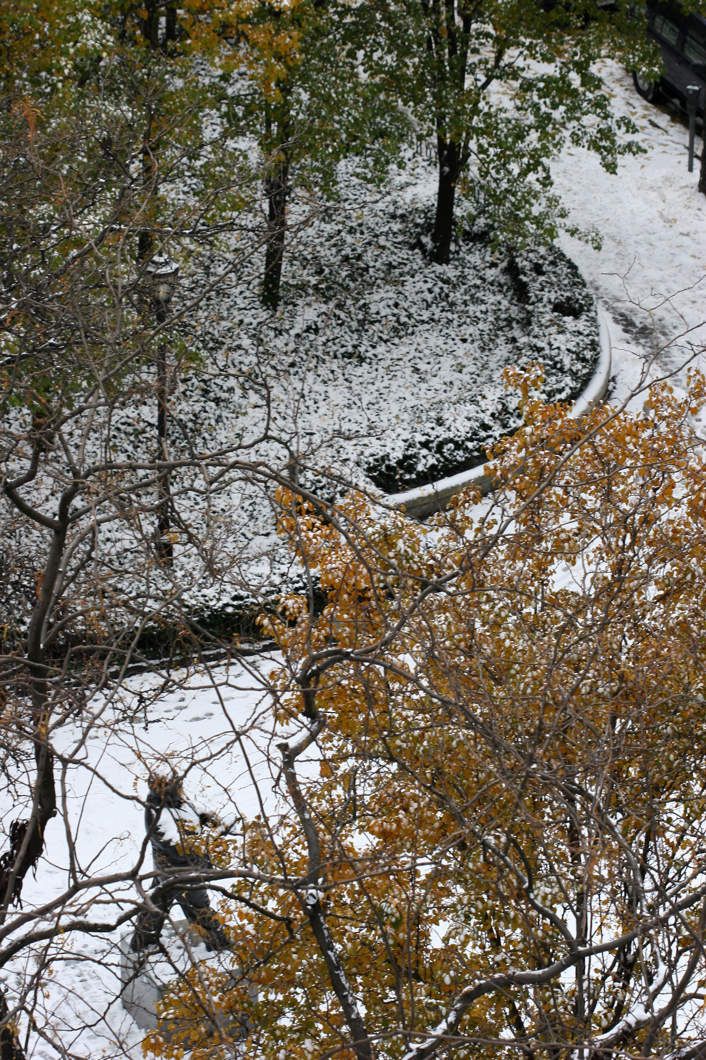 Garden View - Mayor LaGuardia Statue, Snow & Pear Tree Foliage