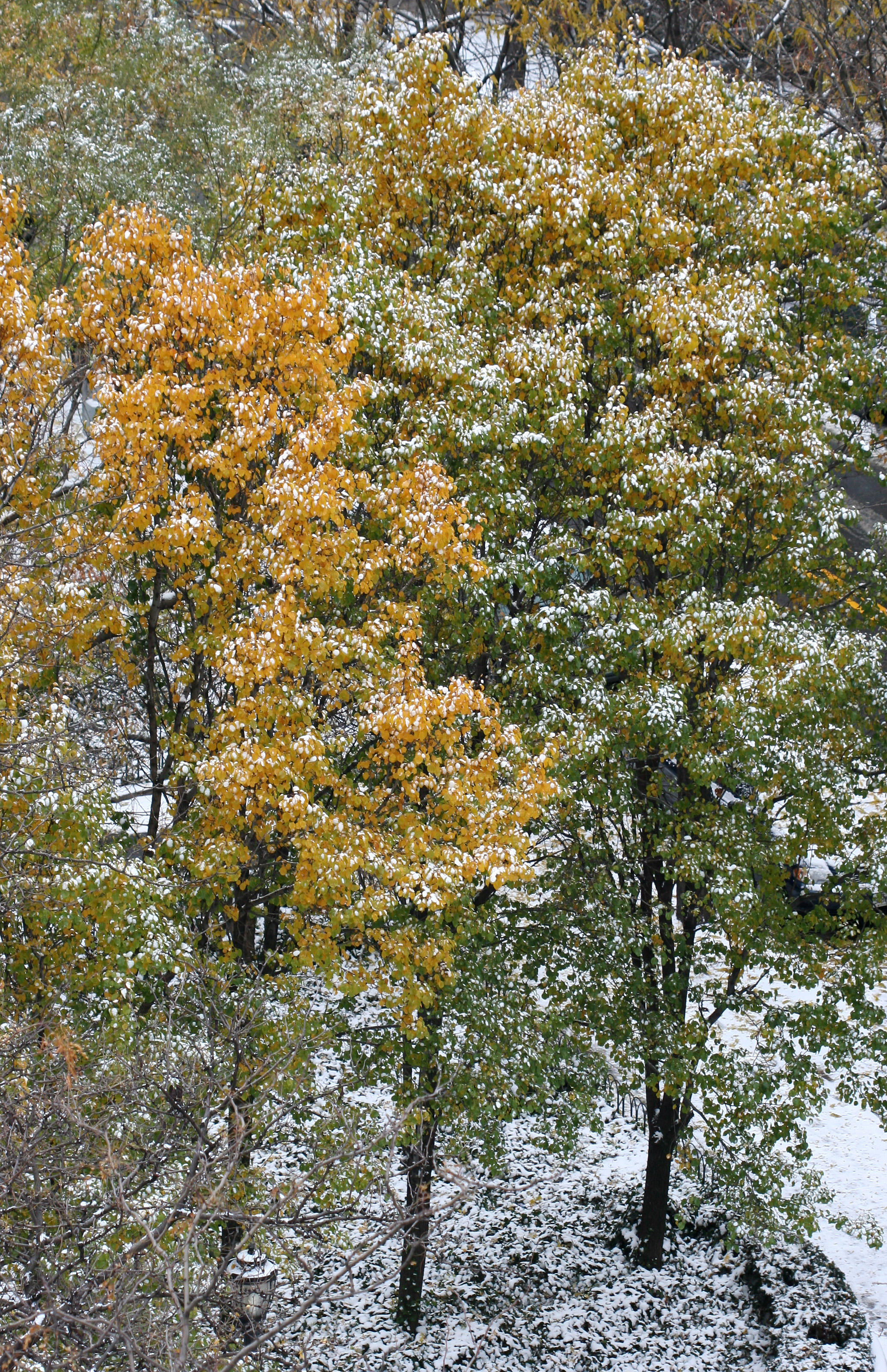 Snow & Pear Tree Foliage