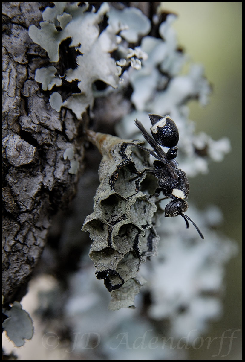 A paper wasp and its nest disappear among the lichens