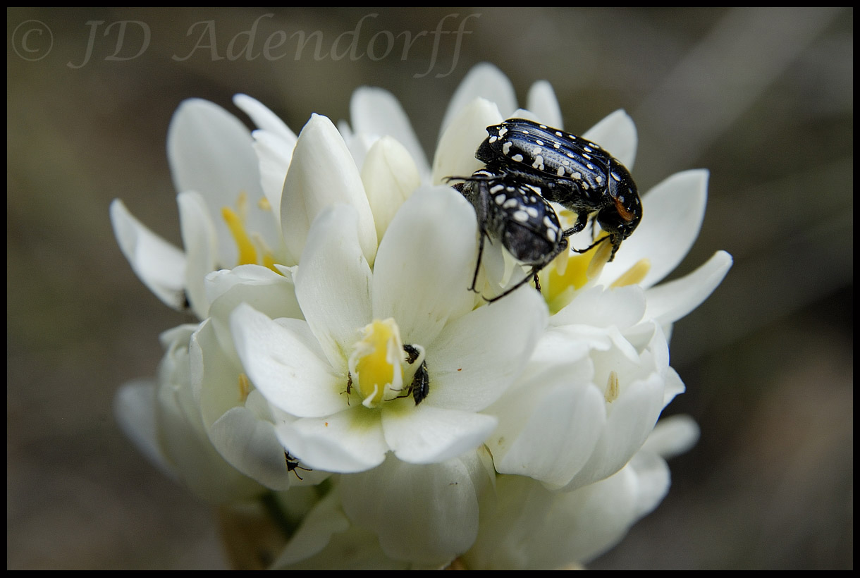Ornithogalum conicum, Hyacinthaceae
