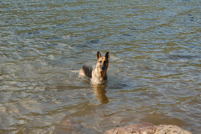 Hates the water.JPG