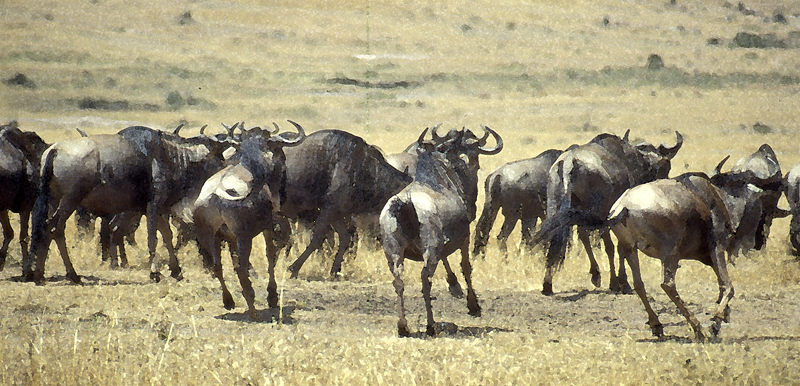 Wildebeests in Serengeti, Tanzania