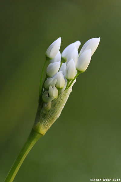 IMG_5620-2.jpg  Allium neapolitanum