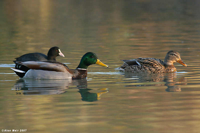 Mallard Anas platyrhynchos7235