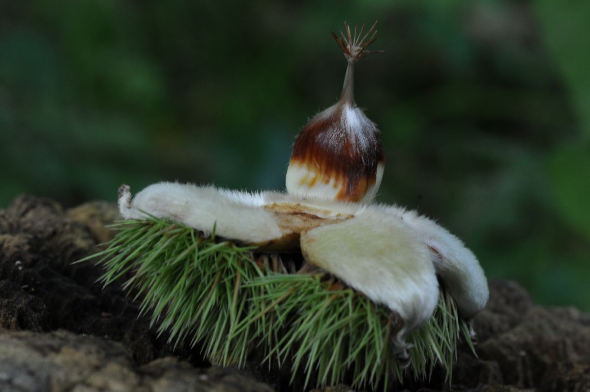 DSC_4674 tamme kastanje (Castanea sativa).JPG