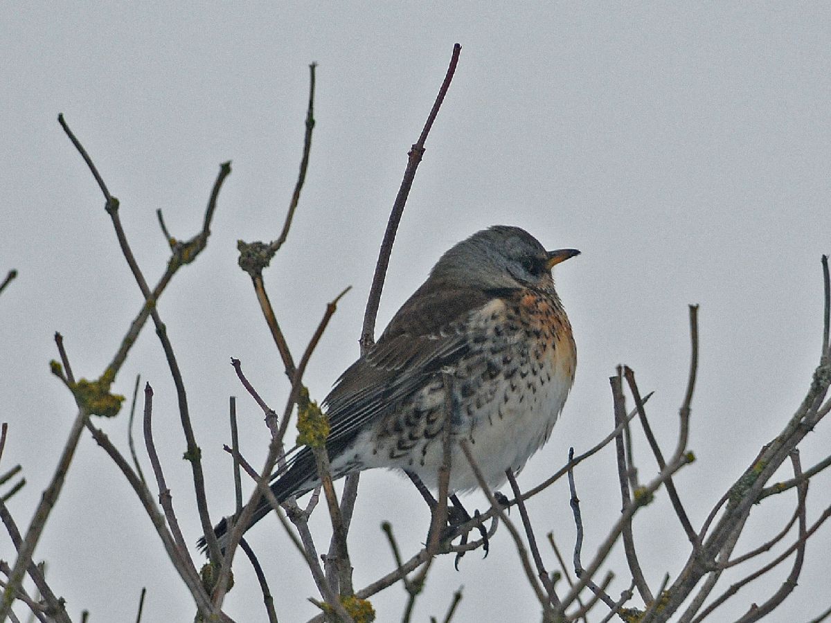 300_3797 F kramsvogel (Turdus pilarus, Fieldfare).jpg