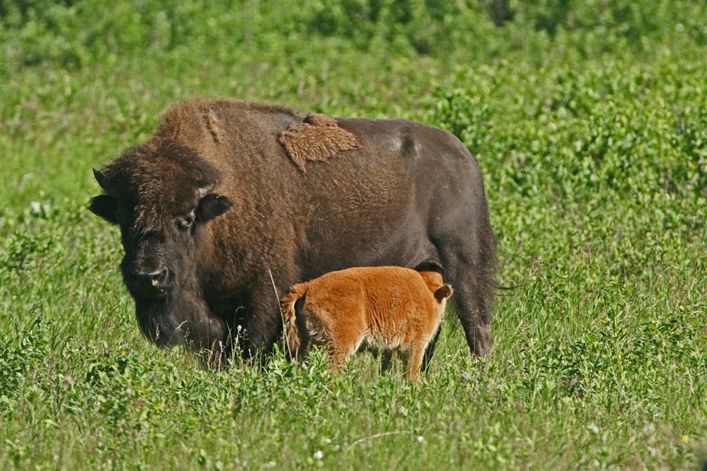 DSC00474F Amerikaanse bizon (Bison bison, American bison).jpg