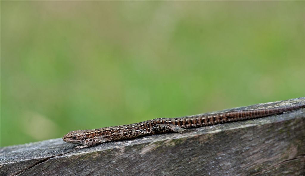 700_0380F levendbarende hagedis (Zootoca vivipara, Common Lizard).jpg