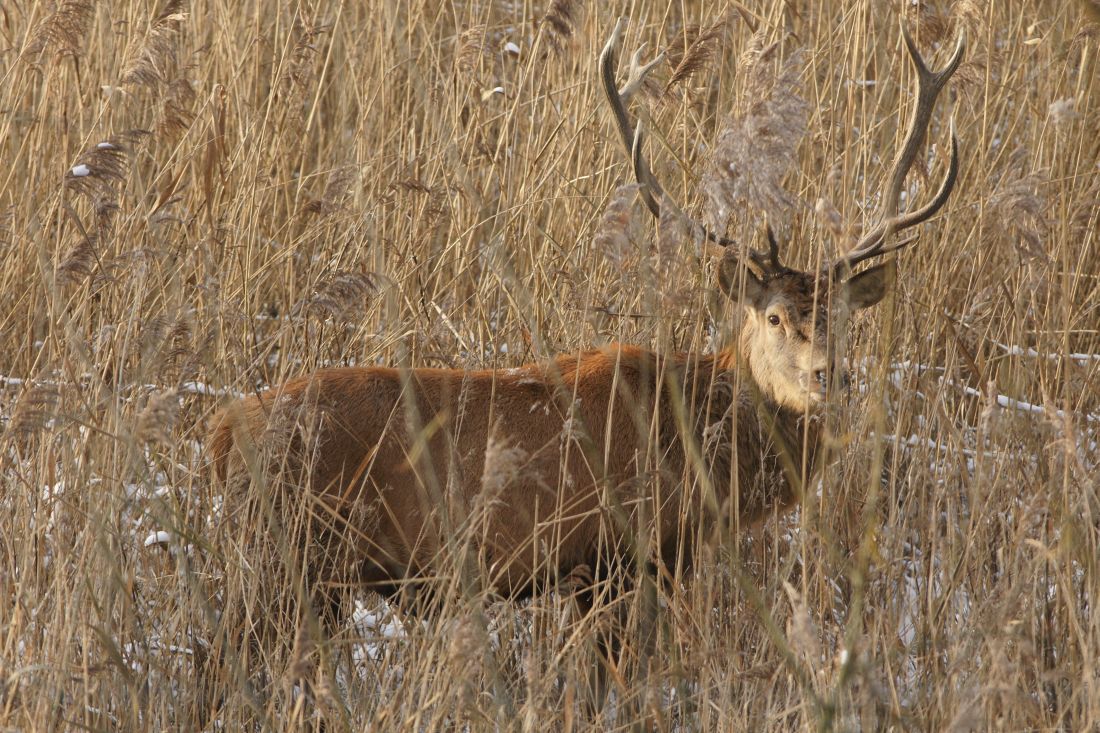 DSC00293 edelhert (Cervus elaphus, Red deer).JPG