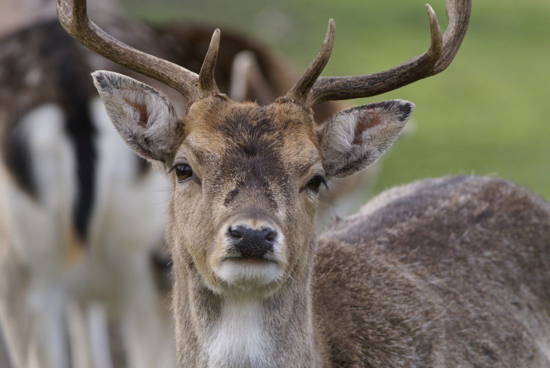 DSC07355 damhert (Dama dama, Fallow Deer).JPG