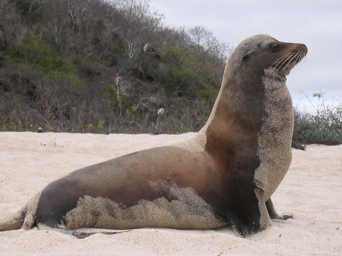 IMG_0455F Galapagos zeeleeuw (Zalophus wollebaeki, Galapagos Sea Lion).jpg