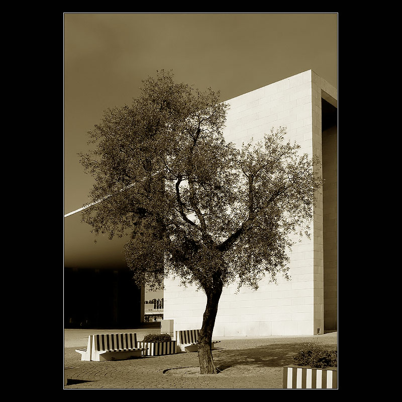 The tree ...