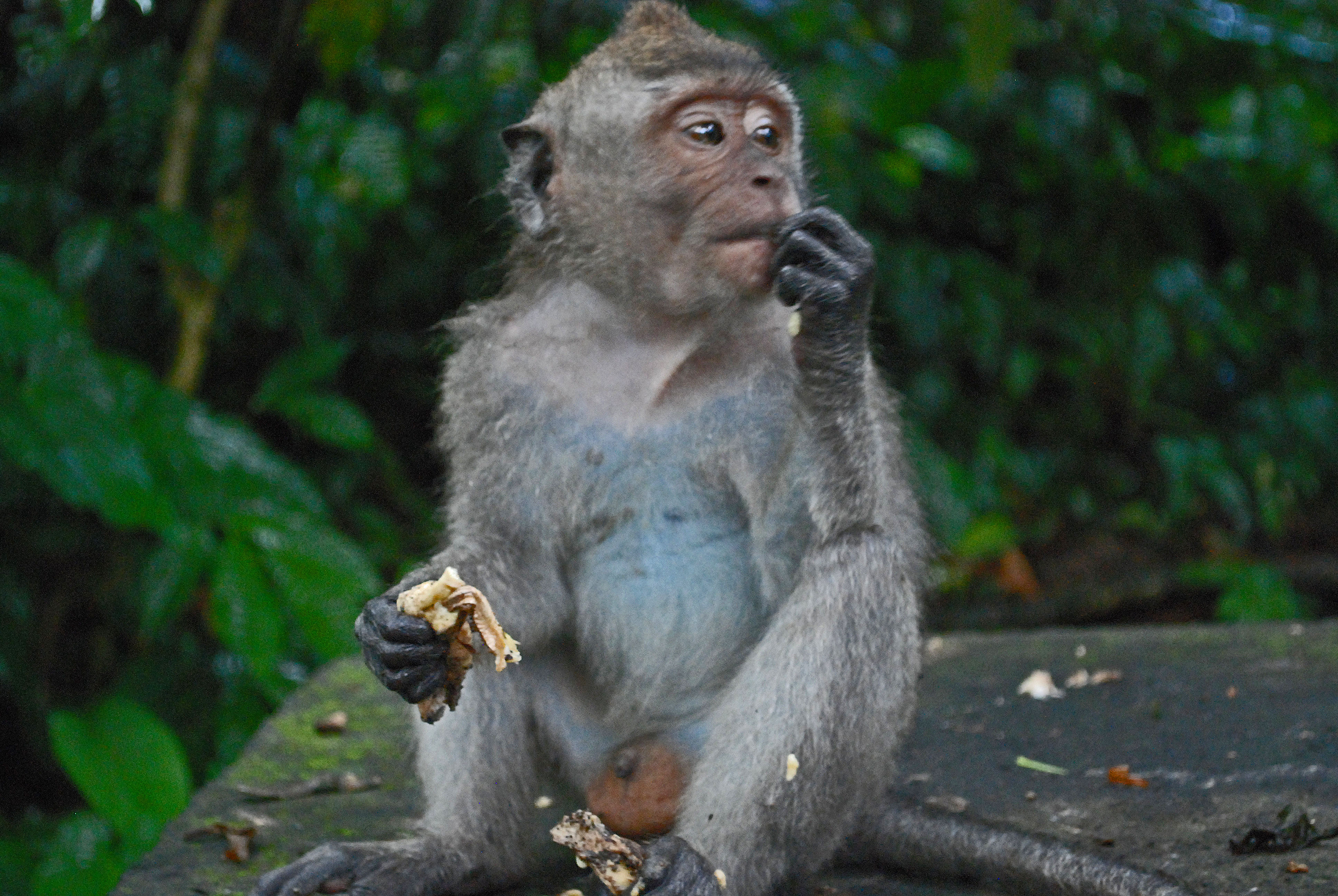 Teenager - Monkey Forest Ubud