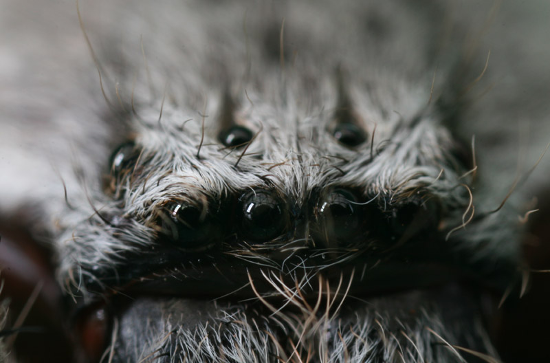 Huntsman @ 4 X life size