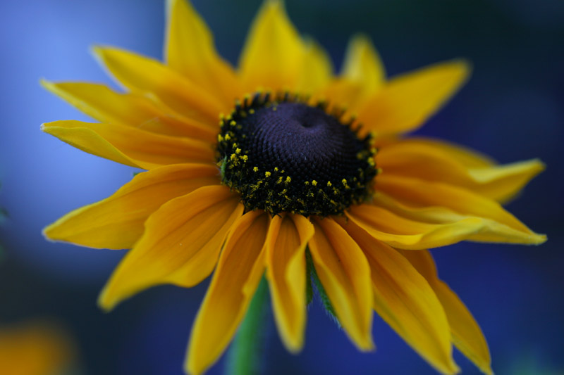 Y is for Yellow
