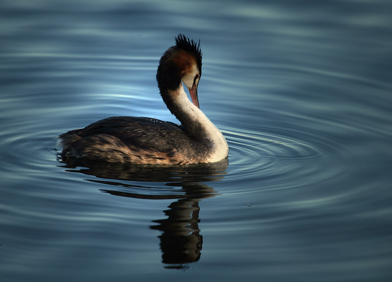 Great Crested Grebe