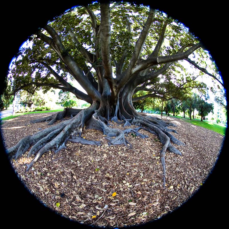 Moreton Bay Fig Tree