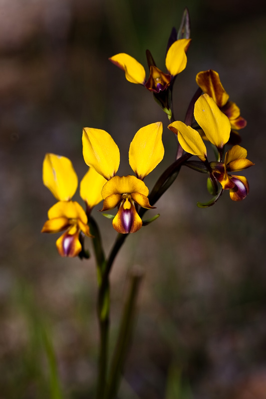 Diuris (Donkey Orchid)