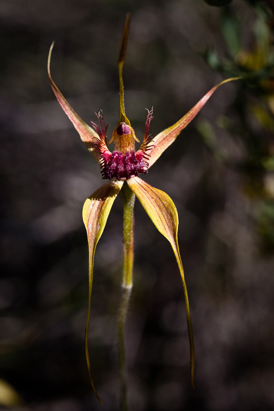Spider Orchid. 