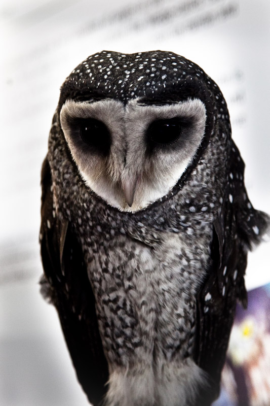 Sooty Owl