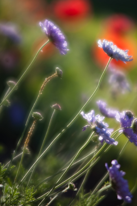 Scabiosa, late afternoon