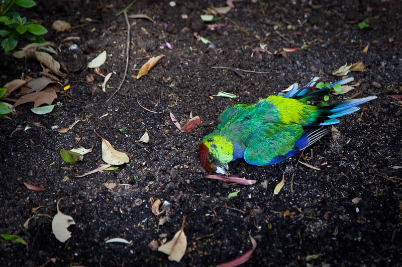 Red capped parrot