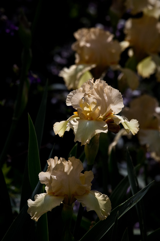 Iris