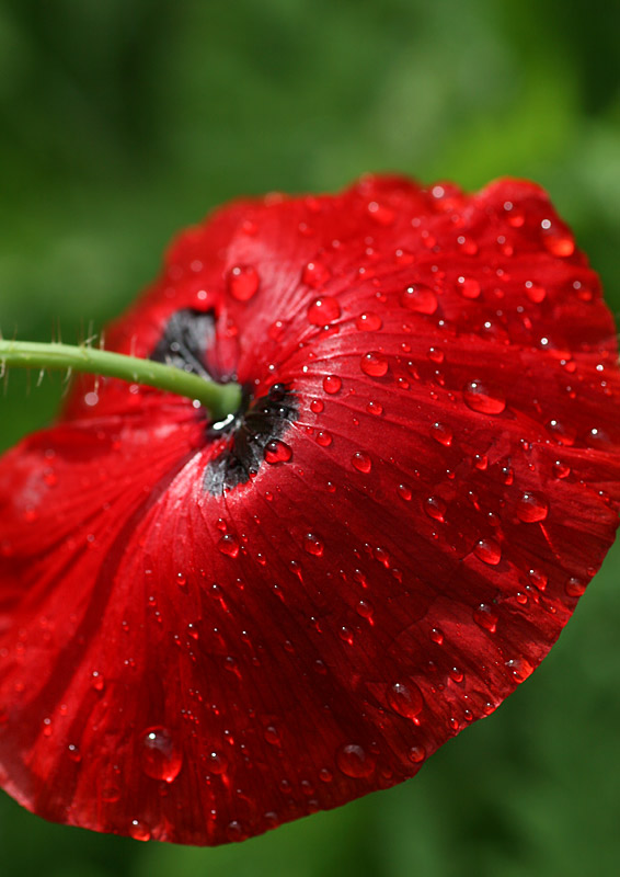 Remembrance Day  tears