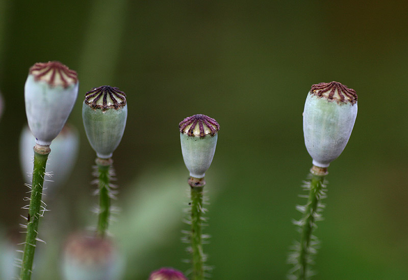 Going to seed