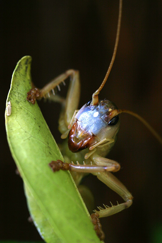 Jiminy cricket!