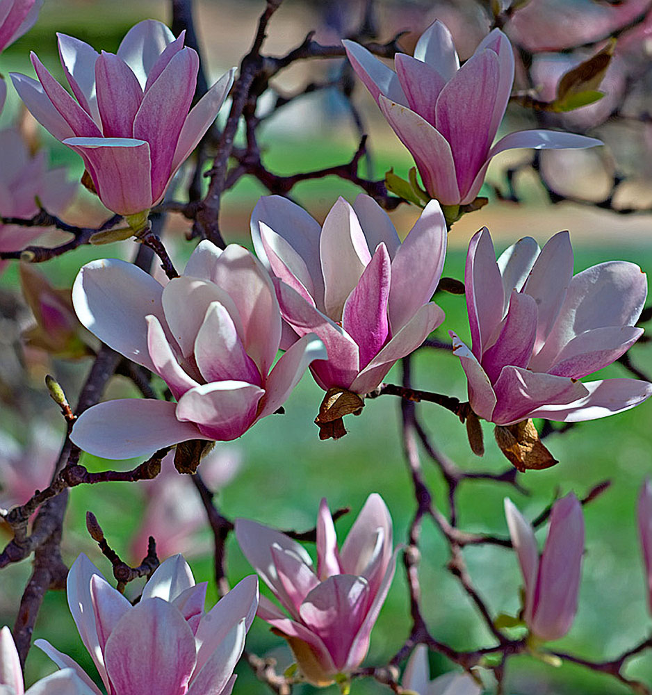 A Tulip Poplar