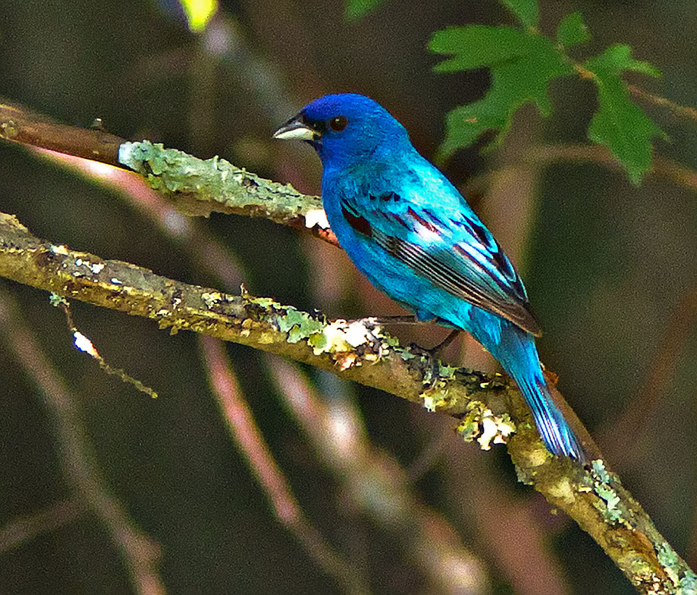 Another Indigo Bunting