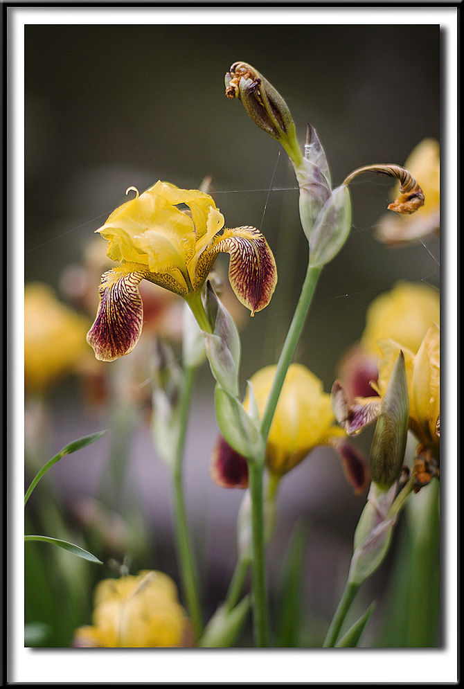 Wild Iris