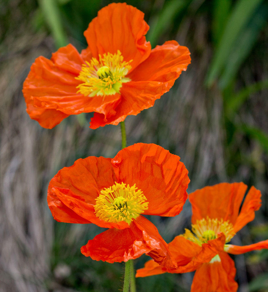 Poppies