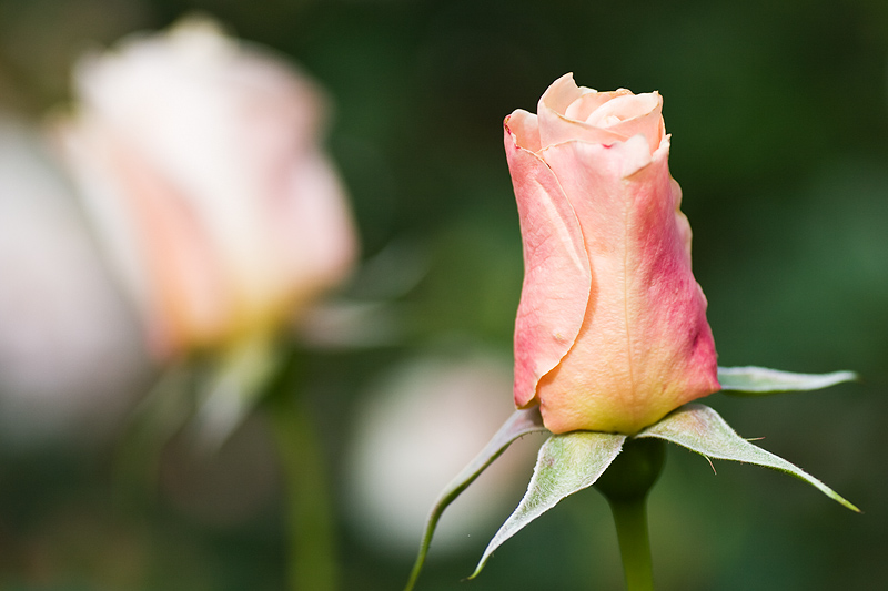 Rosebuds