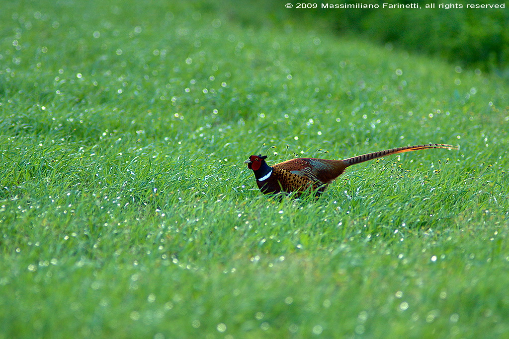 Phasianus colchicus