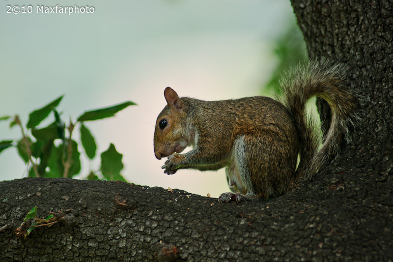 Sciurus carolinensis