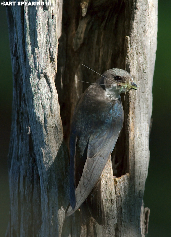 Tree Swallow With Meal