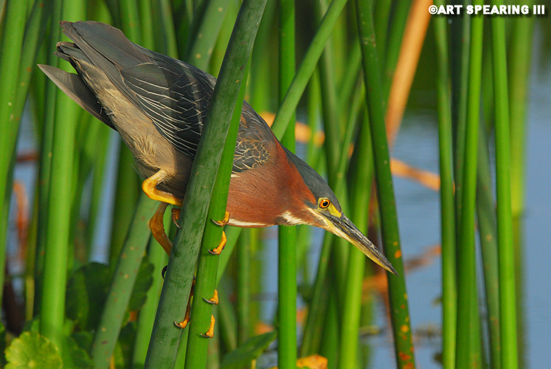 Viera Wetlands Green Heron 3