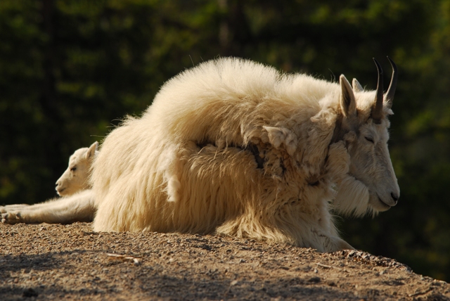 Mountain Goats in Jasper