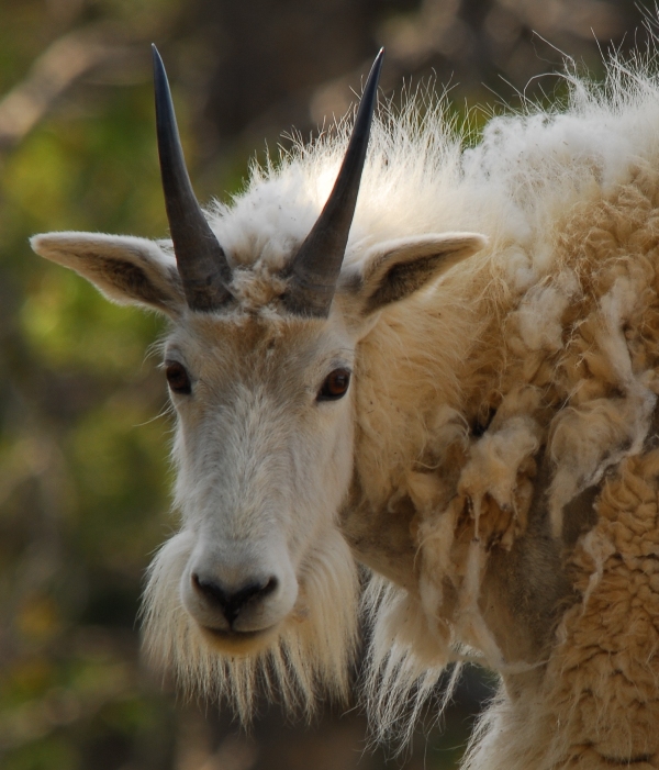 Mountain Goats in Jasper