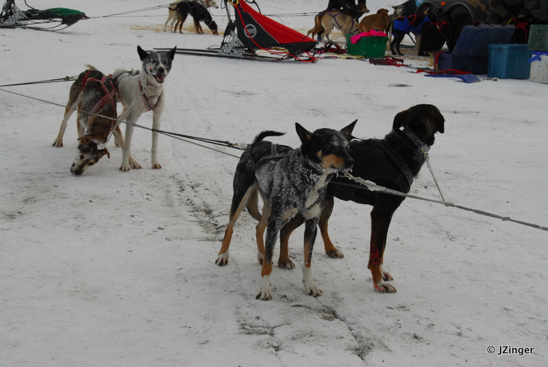 Fort Simpson Beaver Tail Festival- Sled Dog Race