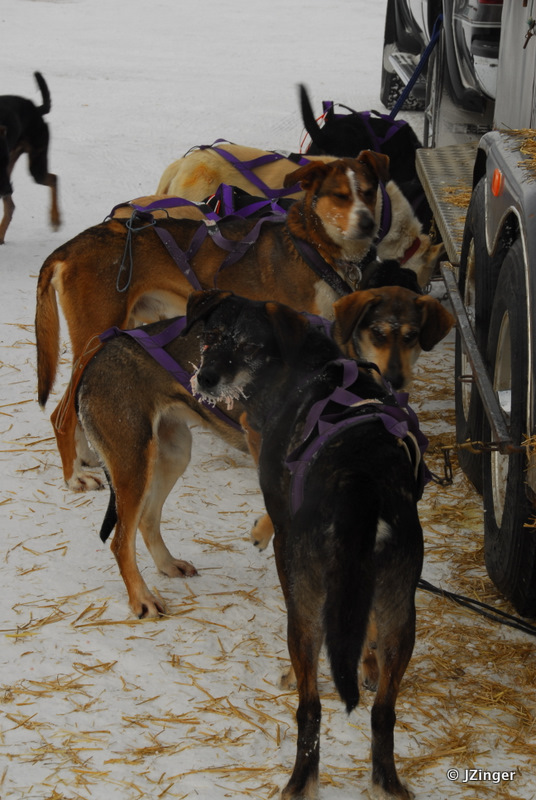 Fort Simpson Beaver Tail Festival- Sled Dog Race