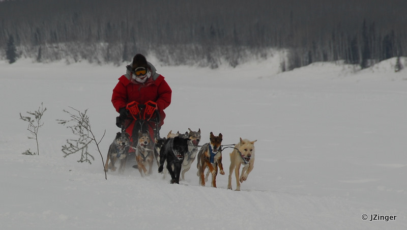 Fort Simpson Beaver Tail Festival- Sled Dog Race
