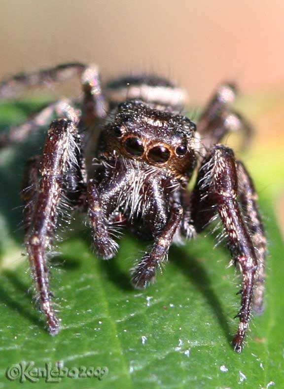 Bronze Jumper Eris militaris