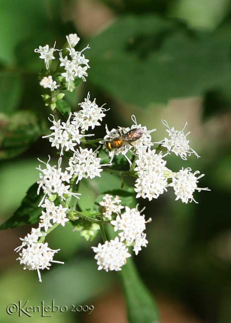 White Snakeroot Eupatorium rugosum